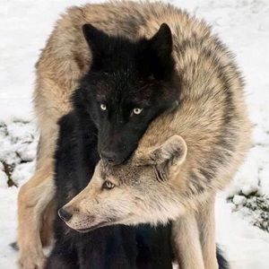 Meet your Posher, Vikki